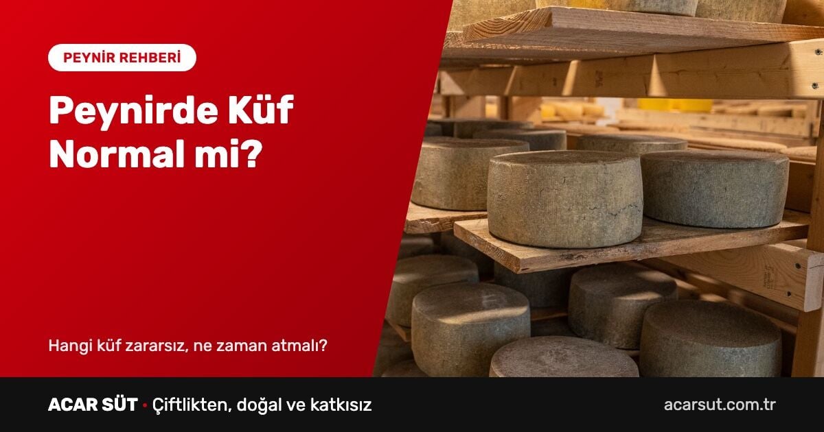 Peynirde Küf Normal mi? Peynir Saklama Rehberi