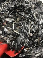Kars Siyah Çekirdek (Sımışka)  1000 g